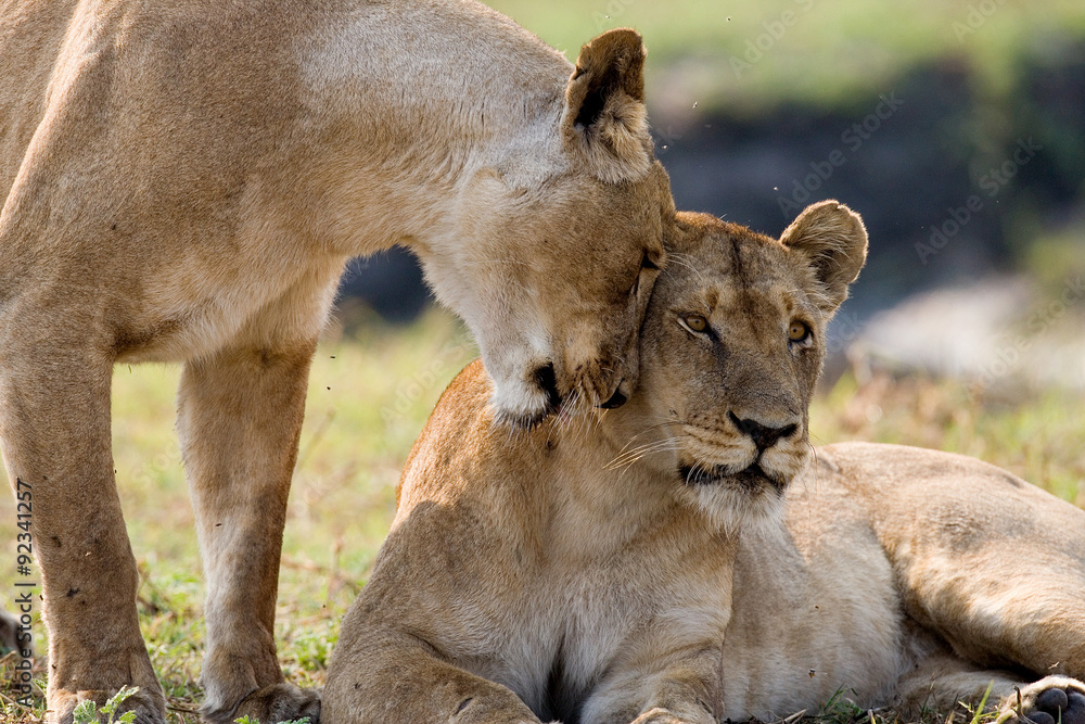 Two lionesses at the moment of tenderness. Close-up. Zambia. Two lionesses at the moment of tenderness. Close-up. Zambia.