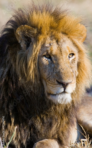 Portrait of a lion. Close-up. Zambia.