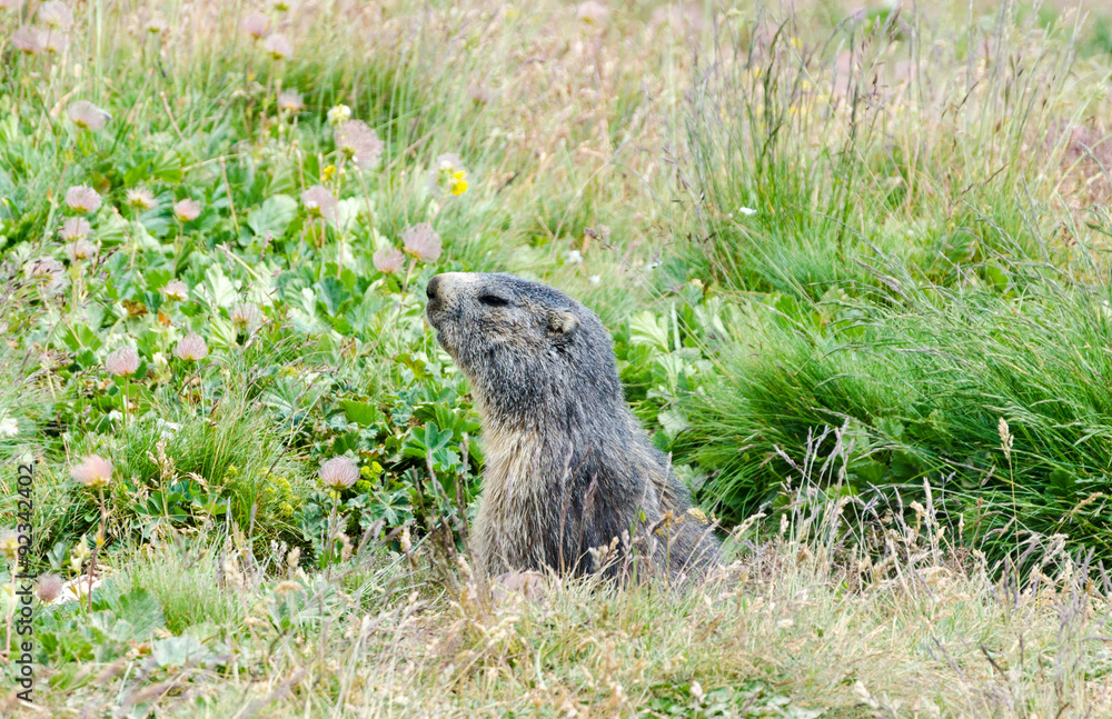 Fototapeta premium Alpine marmot