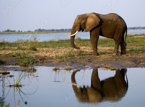 A lone elephant with reflection in the river Zabmezi. Zambia.