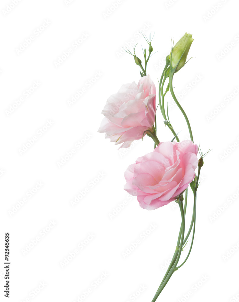 Two pale pink flowers isolated on white. Eustoma