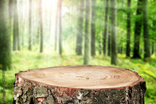 green forest and tree trunk 