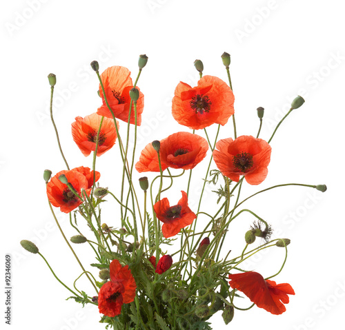 Bouquet of red poppies isolated on white.