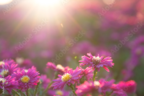 Fototapeta Naklejka Na Ścianę i Meble -  pink daisy