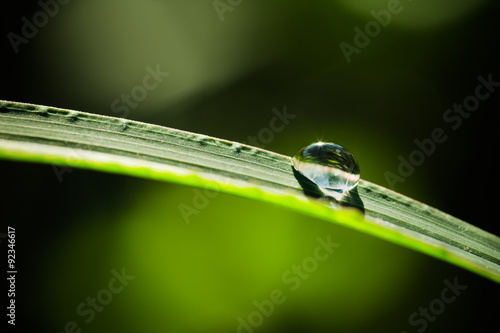 dew on grass