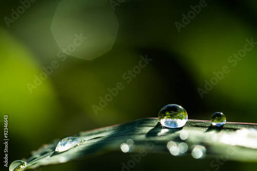 dew on grass