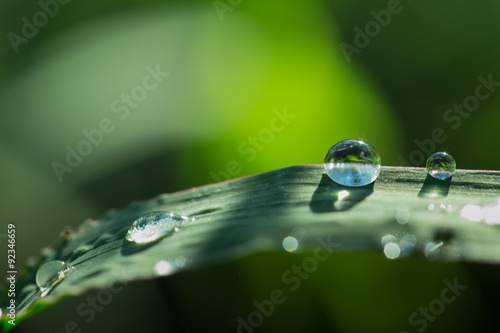 dew on grass