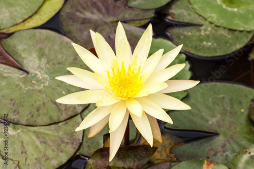 Beautiful purple lotus flower in pond