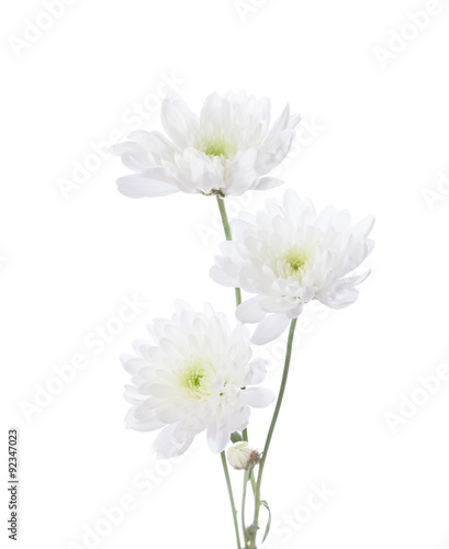 Three chrysanthemums isolated on white background