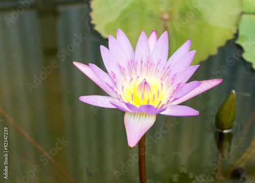 Beautiful purple lotus flower in pond