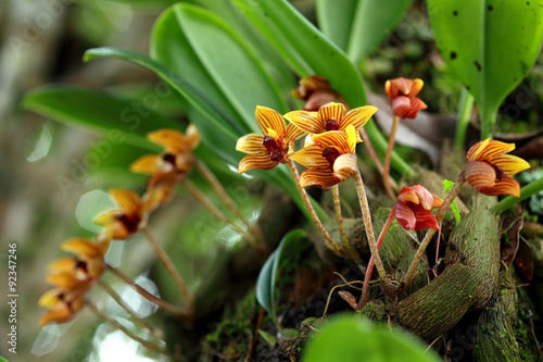 Fototapeta Naklejka Na Ścianę i Meble -  Wild thai orchid flower in rainforest of Chiang Mai, Thailand