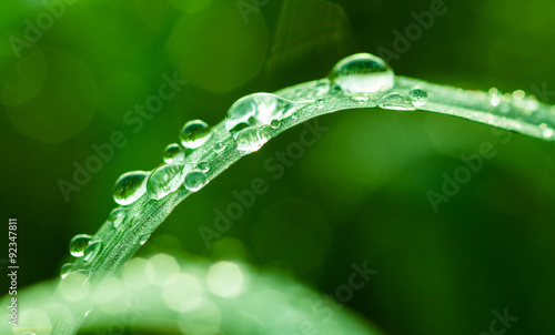 dew on grass