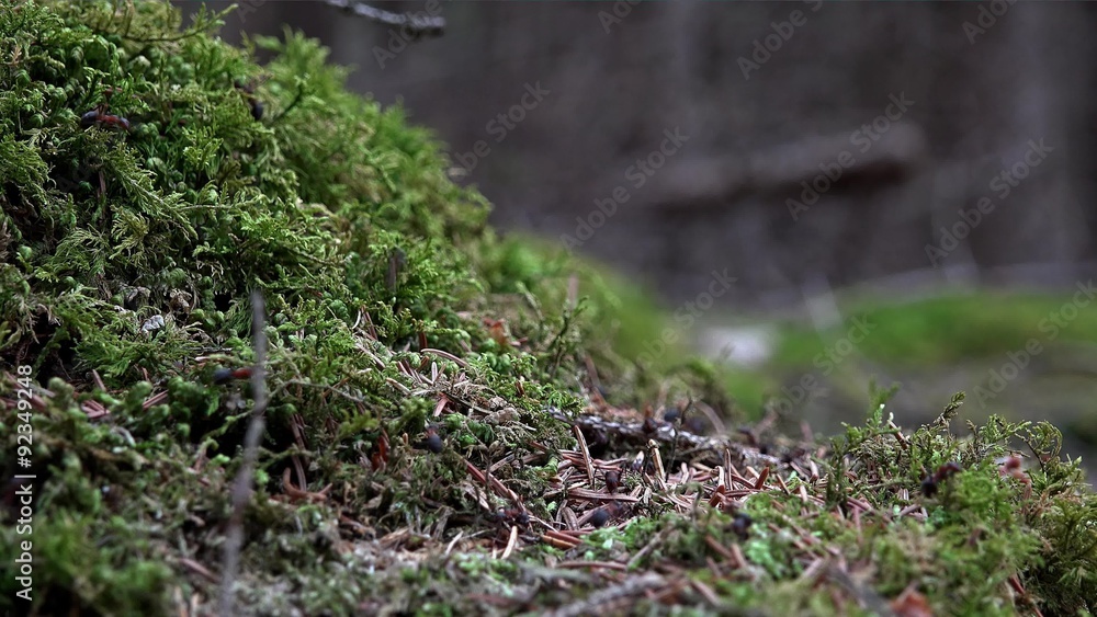 Anthill Anthill