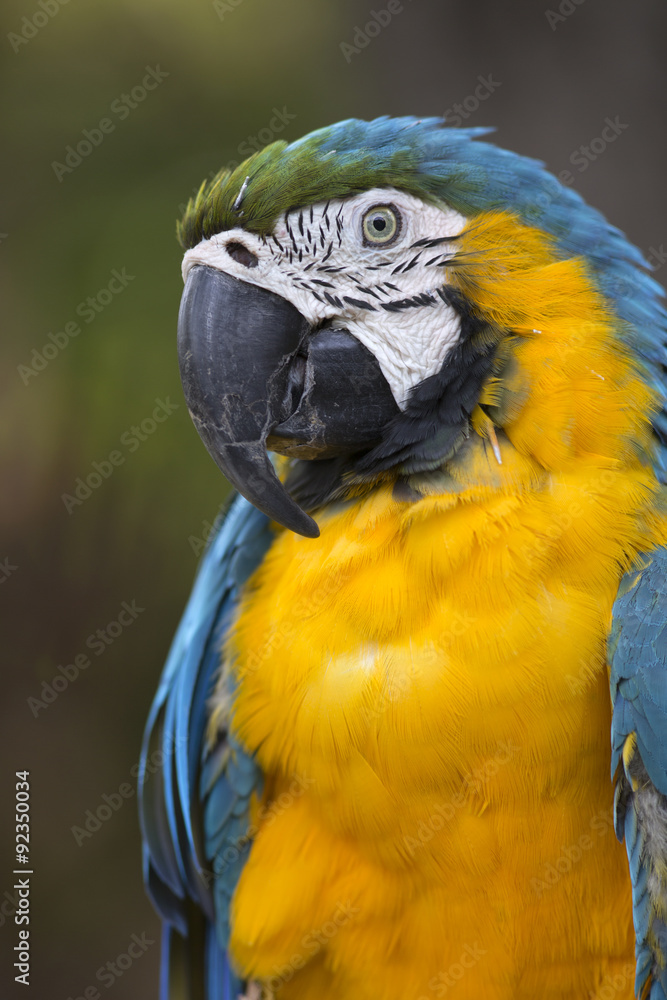 Portrait of blue-and-yellow macaw (Ara ararauna) 