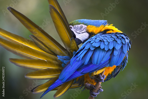 Portrait of blue-and-yellow macaw (Ara ararauna)  photo