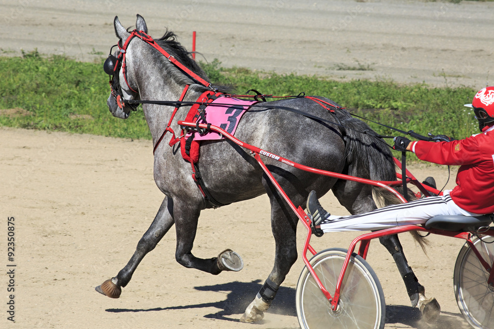 Trotting Races at the Hippodrome Sibirskoe podvorie Trotting Races at the Hippodrome Sibirskoe podvorie