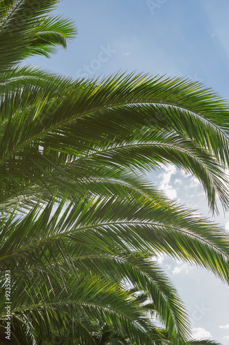 palm trees with green large branches.