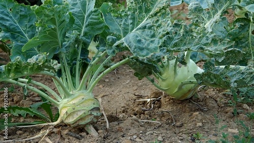 Wallpaper Mural White kohlrabi in the garden
 Torontodigital.ca