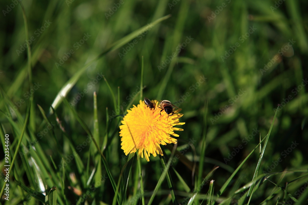 Biene auf einer Blüte - obrazy, fototapety, plakaty 