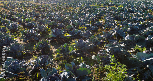 Backlit picture of a large field with red cabbage plants