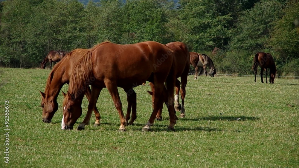 Herd of brown horses on green field
Herd of brown horses on green field