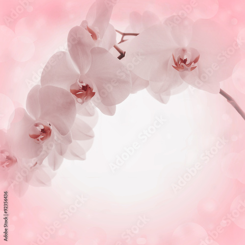 Pink background with orchid flowers