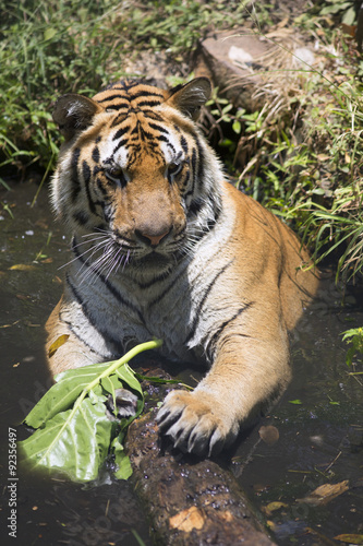 Fototapeta Naklejka Na Ścianę i Meble -  Portrait of male wild tiger playing in the water