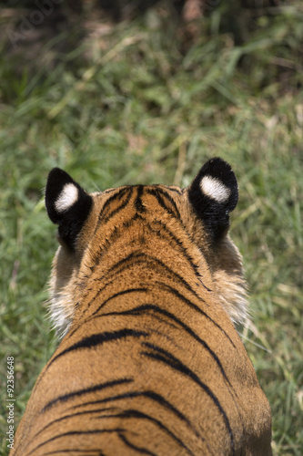 Fototapeta Naklejka Na Ścianę i Meble -  Portrait of male wild tiger from behind