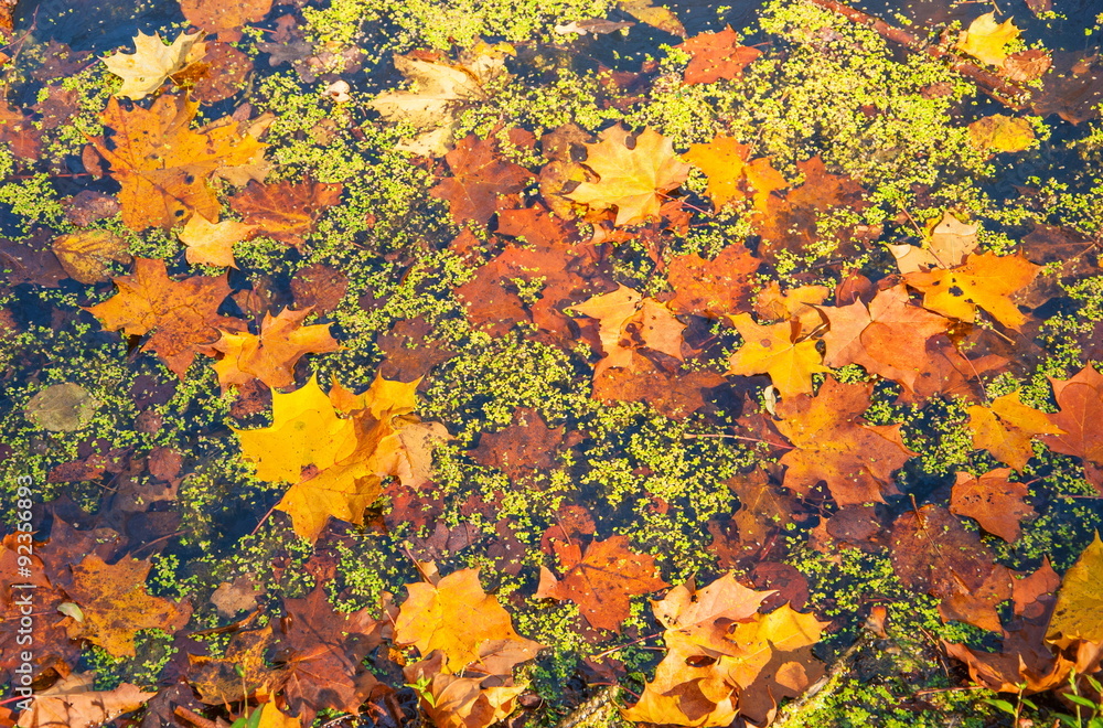 Autumn yellow and red maple leaves floating on the water of the lake Autumn yellow and red maple leaves floating on the water of the lake