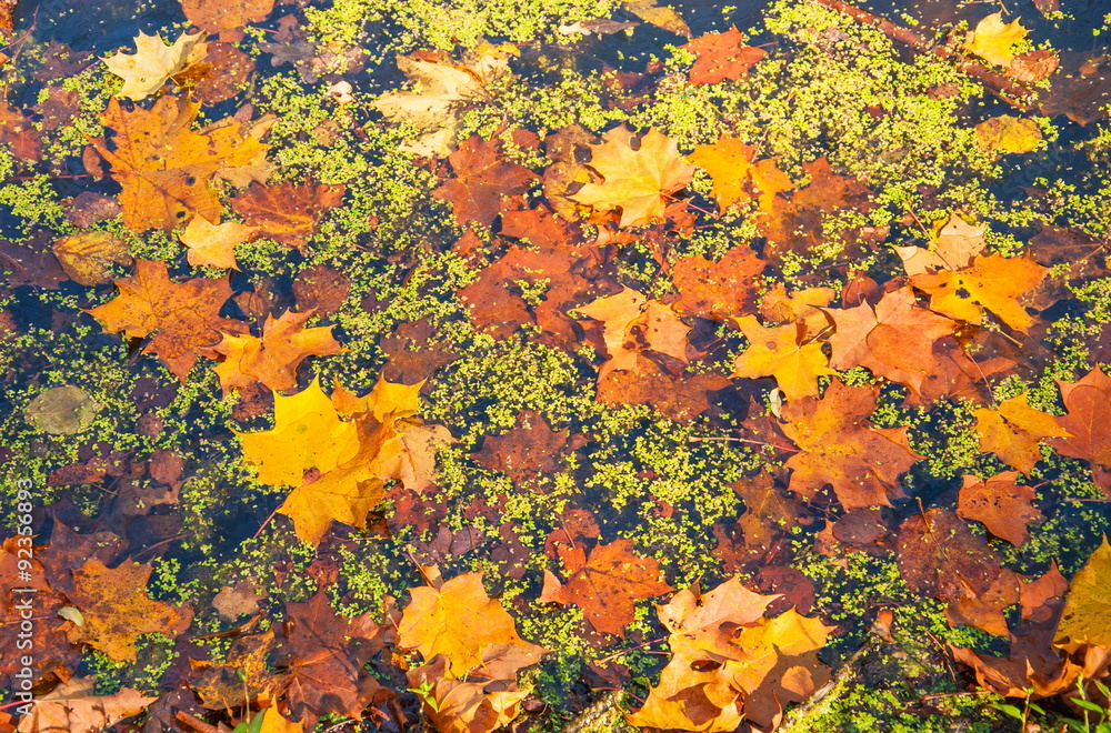 Autumn yellow and red maple leaves floating on the water of the lake