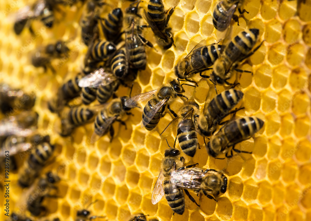 bees swarming on a honeycomb - obrazy, fototapety, plakaty 