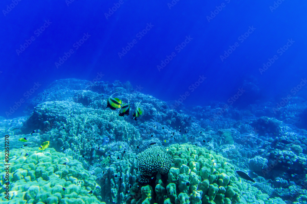 Fototapeta premium underwater