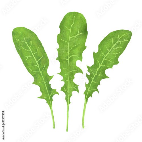 Arugula Watercolor - Handdrawn Illustration