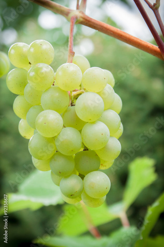 Grape vines in the vineyard