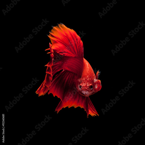 Red siamese fighting fish