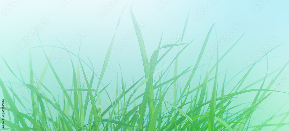 Morning green fresh young grass.Abstract spring background Morning green fresh young grass.Abstract spring background