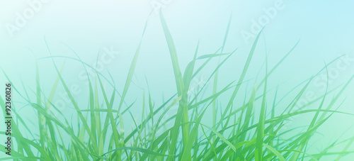 Morning green fresh young grass.Abstract spring background