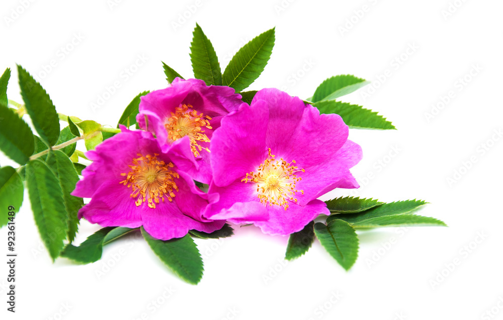 Obraz premium Dog rose