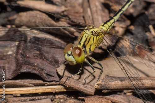 Close up dragonfly perched on ground photo