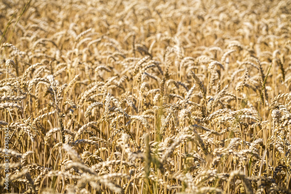 close up of a wheat field in summer close up of a wheat field in summer