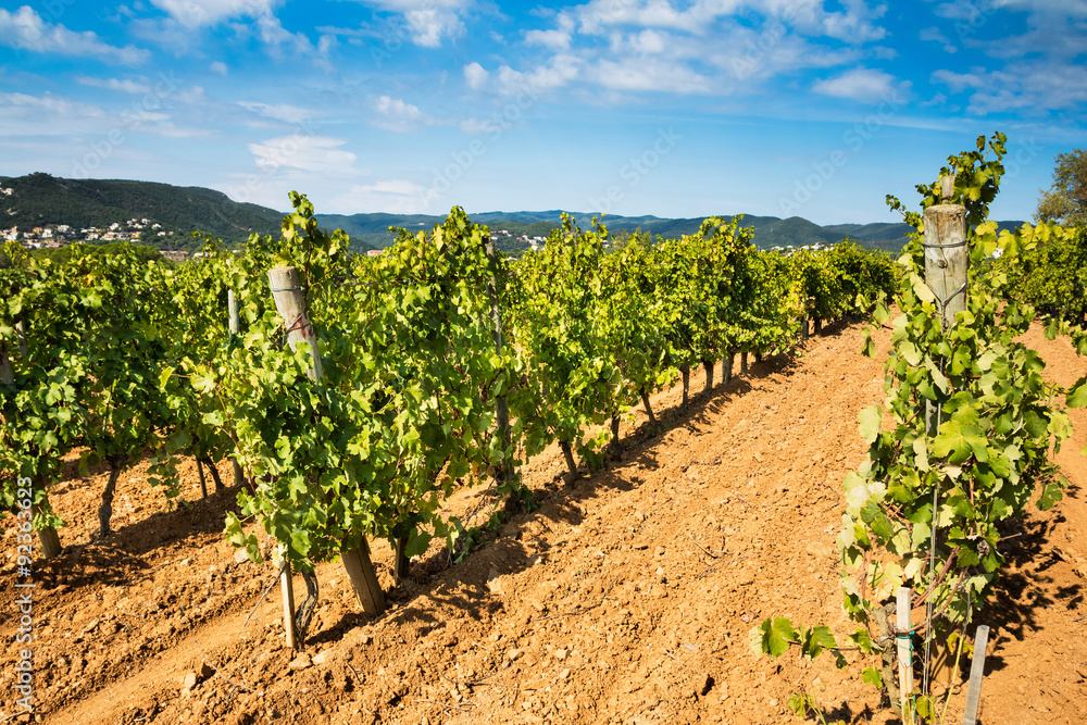 Ripe vineyard