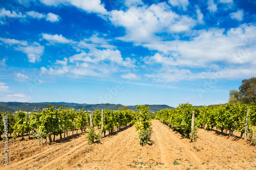 Ripe vineyard