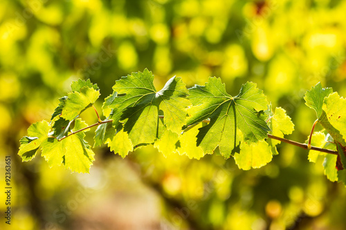 Ripe vineyard