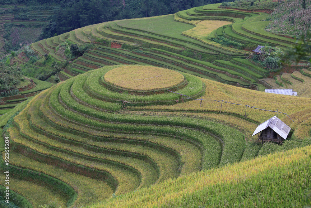Rice Terrace in Vietnam