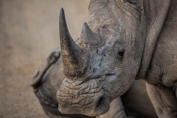 Fototapete Nashorn weißes Nashorn  © NJ