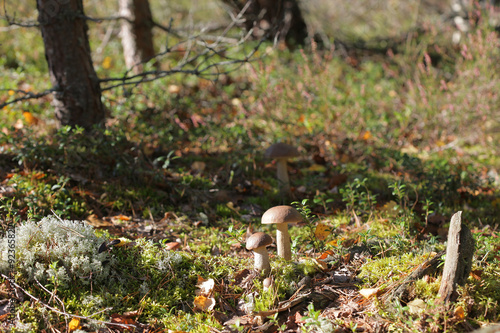 Edible mushroom glade in the forest 