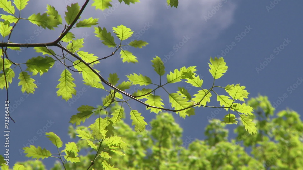 Tree branches against blue sky