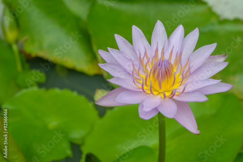 pink lotus in the pond