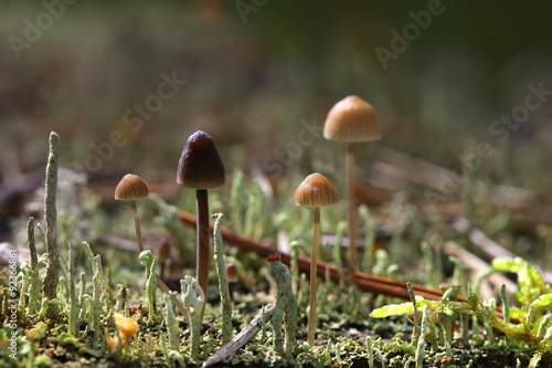 Group of toadstools in moss on a rotten wood