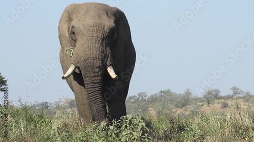 A majestic African elephant is flapping its ears while eating in the wilderness of the Hluhluwe–iMfolozi Park